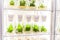 Transgenic plants