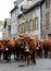 Transhumance of cow salers