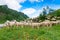 Transhumance of sheep