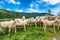 Transhumance of sheep