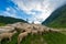 Transhumance of sheep