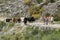 Transhumance in the Sierra de Gredos in Avila