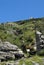 Transhumance in the Sierra de Gredos in Avila