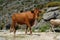 Transhumance in the Sierra de Gredos in Avila