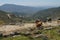 Transhumance in the Sierra de Gredos in Avila