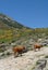 Transhumance in the Sierra de Gredos in Avila