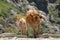 Transhumance in the Sierra de Gredos in Avila