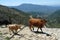 Transhumance in the Sierra de Gredos in Avila