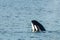 Transient Orca Whale spyhops in Saratoga Passage