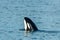 Transient Orca Whale spyhops  in Saratoga Passage
