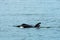 Transient Orca Whales seen in Saratoga Passage