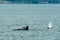 Transient Orca Whales seen in Saratoga Passage