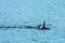 Transient Orca Whales seen in Saratoga Passage