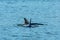 Transient Orca Whales seen in Saratoga Passage