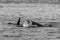 Transient Orca Whales seen in Saratoga Passage