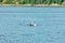 Transient Orca Whales seen in Saratoga Passage