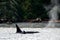 Transient orca whales swimming in the water, Northern Vancouver Island, BC Canada