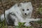 Transitional Arctic Fox - Spring Perspective