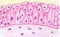 Transitional epithelium, hand drawn illustration