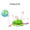 Translation biological protein synthesis