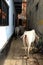 Translation: The narrow and colorful alley plus cows of Varana