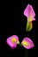 Translucent bicolor pink and yellow mini calla lilies on black background
