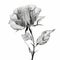 Translucent Black And White X-ray Rose: Photorealistic 3d Illustration