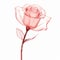 Translucent Coloured Rose On White Background - Artgerm Style