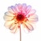 Translucent Dahlia Flower: Colorful Curves In Pastel Dreamscapes