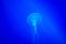 Translucent Glowing Jellyfish