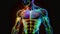 Translucent human body muscles colorful neon glowing on dark background, man bodybuilding muscle