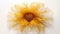 Translucent Immersion: Sunflower In Tulle On White Background