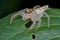 A translucent jumping spider