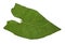 Translucent leaf