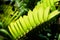 Translucent leaves and fresh green leaf