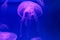 Translucent moon jelly, jellyfish, Aurelia aurita in blue water