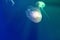 Translucent moon jelly, jellyfish, Aurelia aurita in blue water