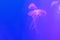 Translucent moon jelly, jellyfish, Aurelia aurita in blue water,