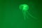 Translucent moon jelly, jellyfish, Aurelia aurita in green water