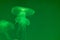 Translucent moon jelly, jellyfish, Aurelia aurita in green water,