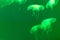 Translucent moon jelly, jellyfish, Aurelia aurita in green water in aquarium