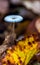 translucent mushroom on a forest litter among autumn leaves