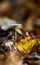 translucent mushroom on a forest litter among autumn leaves