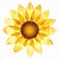 Translucent Overlapping Sunflower: 3d X-ray Illustration On White Background