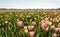 Translucent pink blooming tulip bulbs in early morning sunlight