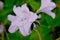 Translucent Purple Azalea Flower