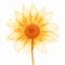 Translucent Sunflower: Whimsical X-ray Illustration On White Background