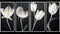 Translucent White Tulip Art: Capturing Nature\\\'s Essence In Black And White
