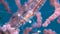 Transluent Gorgonian Shrimp