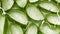 Transparent aloe vera cream texture, serum gel cosmetics mask on green leaves